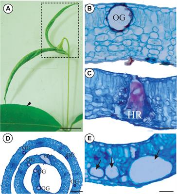 Structural and Chemical Profiles of Myrcia splendens (Myrtaceae) Leaves Under the Influence of the Galling Nexothrips sp. (Thysanoptera)